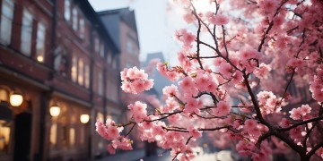 柏林樱花哪里好玩？