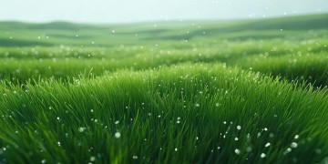 都是绿草的景点到底叫什么？