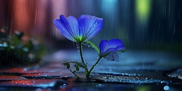 雨中的花是什么颜色的歌？