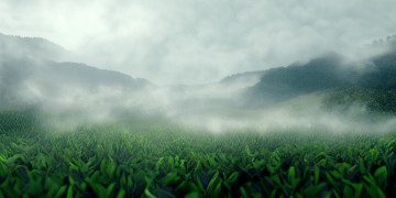 云雾绿茶现货属于股票吗？