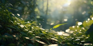 如何选择最适合的AI照片修复模型？