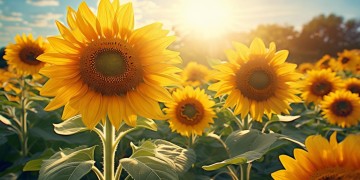 太阳花又开是什么歌？