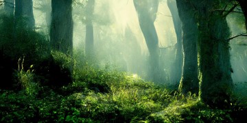 The Forest究竟是端游还是手游？真相揭秘！