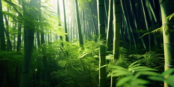 河北竹林哪里好玩？这些隐秘的绿意仙境值得一探！