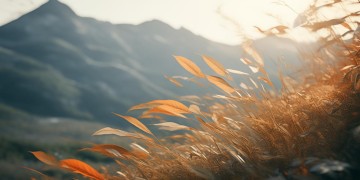 山下来的风是什么歌？