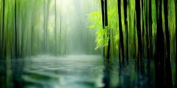 沐川有个什么竹海的景点？